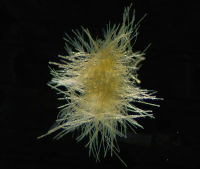 Trichodesmium thiebautii from surface haul nets (Credits: Erica Goetze, University of Hawaii, USA; Katjia Peijnenburg, Deborah Wall-Palmer & Lissette Mekkes, Naturalis Biodiversity Centre, Leiden, The Netherlands).