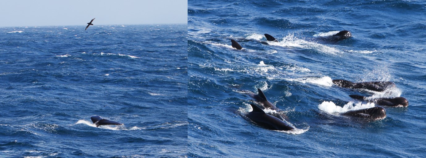 Humpback Whale fluke & pod of Pilot Whales. (Photo credit: Ian Brown, Plymouth Marine Laboratory, UK).